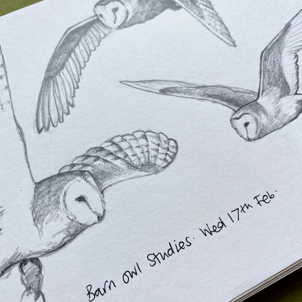Barn owl studies - sketchbook