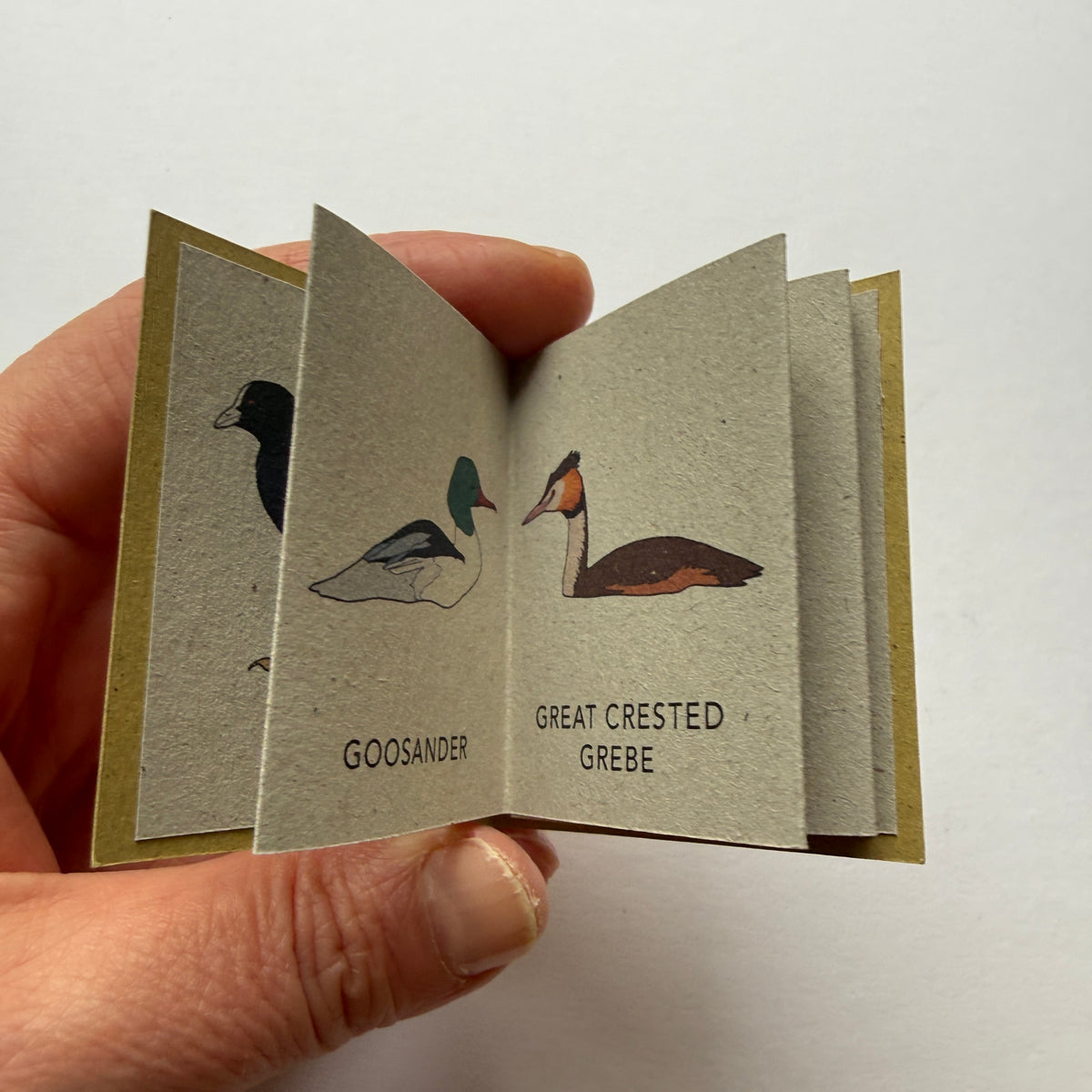 tiny book of water birds sample - sale