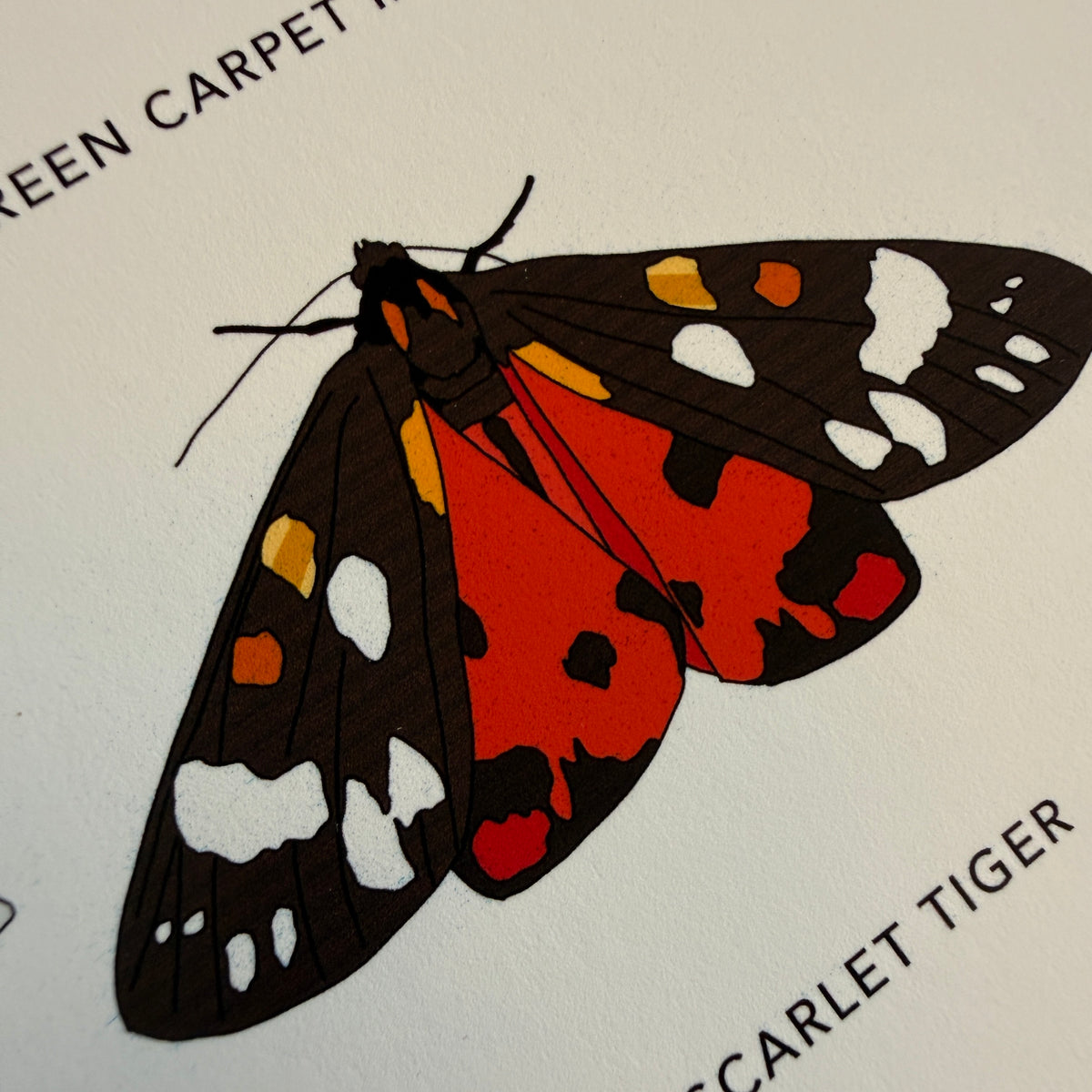 British Moths A4 print - SECONDS SALE