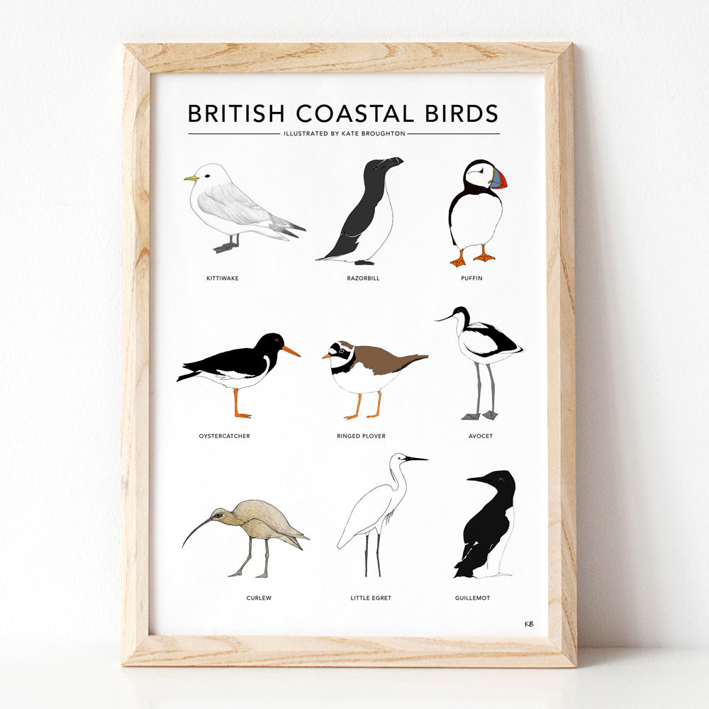 British Coastal Birds Print