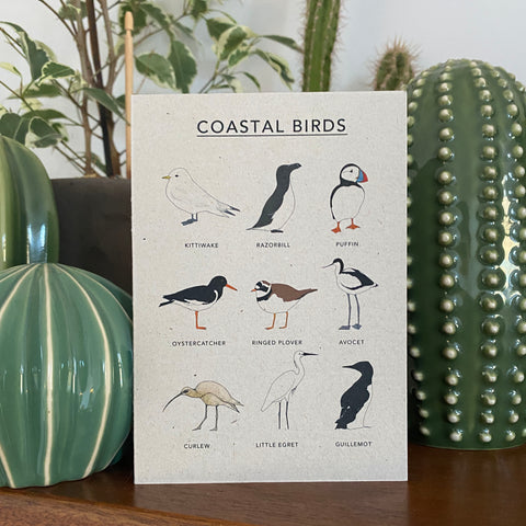 Coastal Birds Illustrated Card