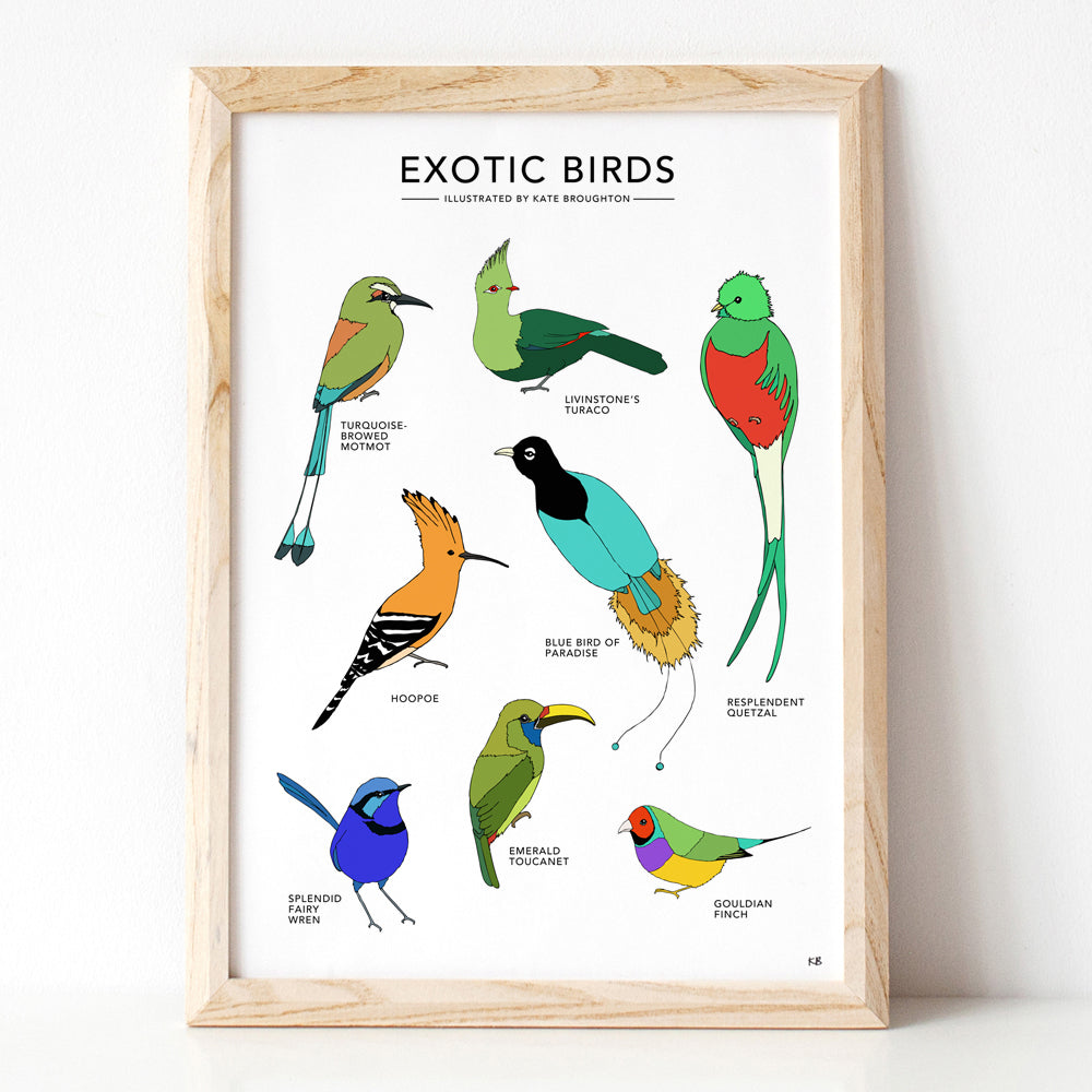 Exotic Birds Print - katebroughton