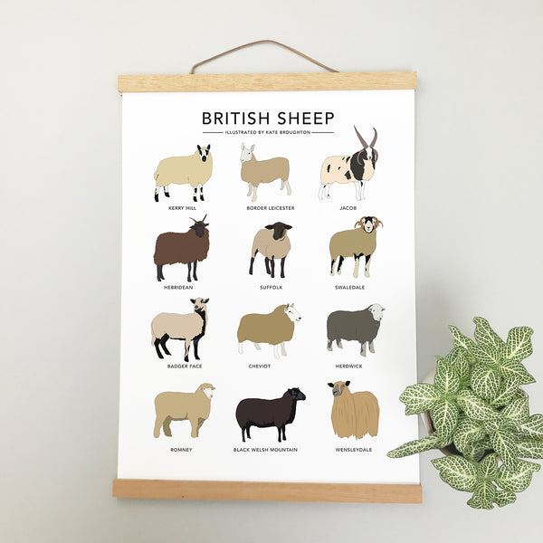 British Sheep Print