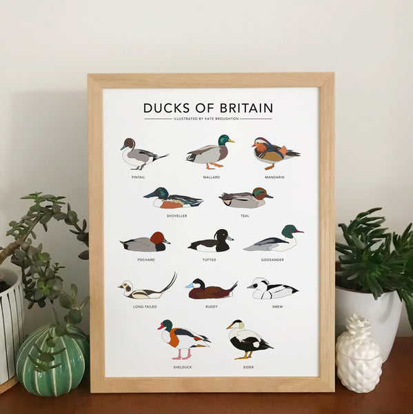Ducks of Britain Print