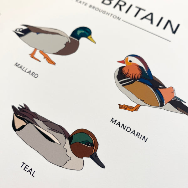 Ducks of Britain Print