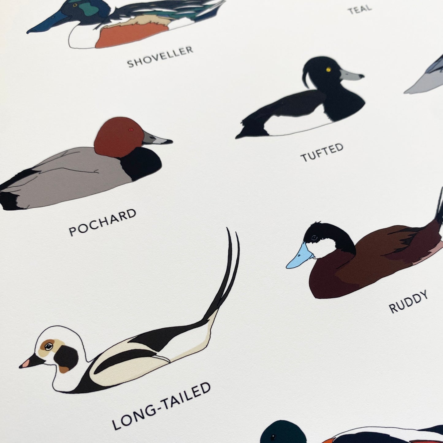 Ducks of Britain Print