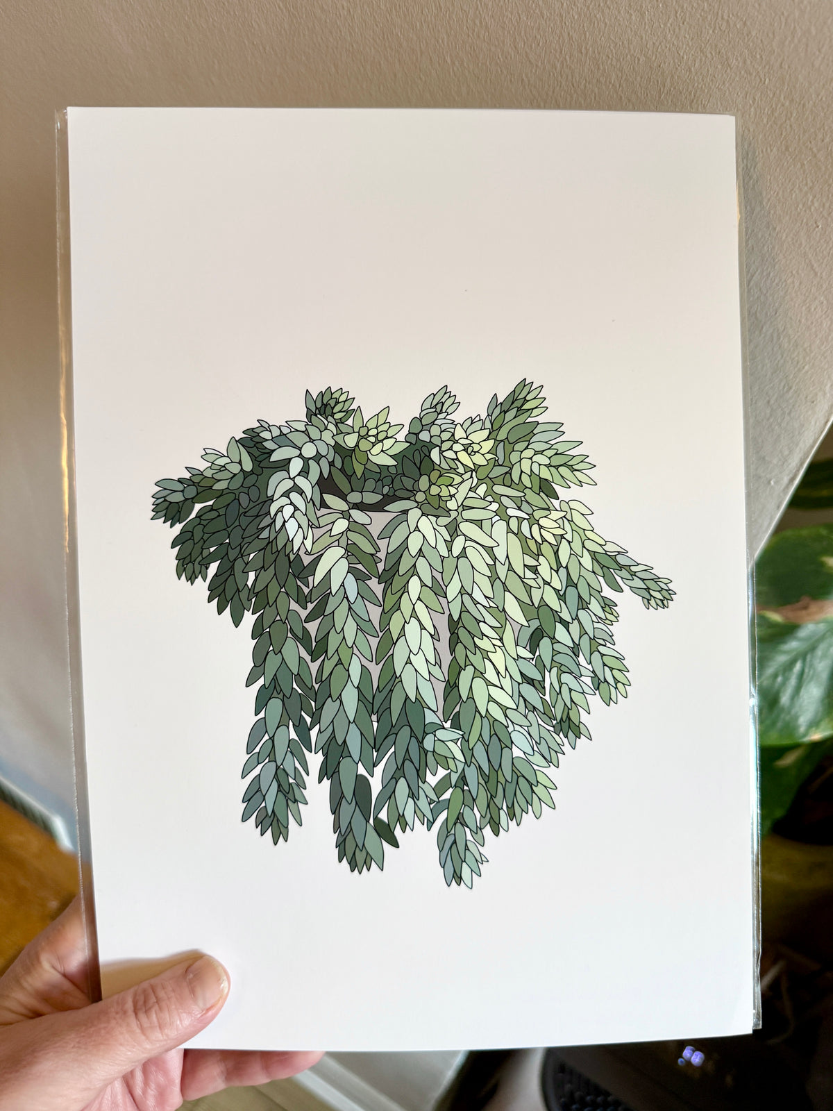 Donkey tail A4 print - SECONDS SALE