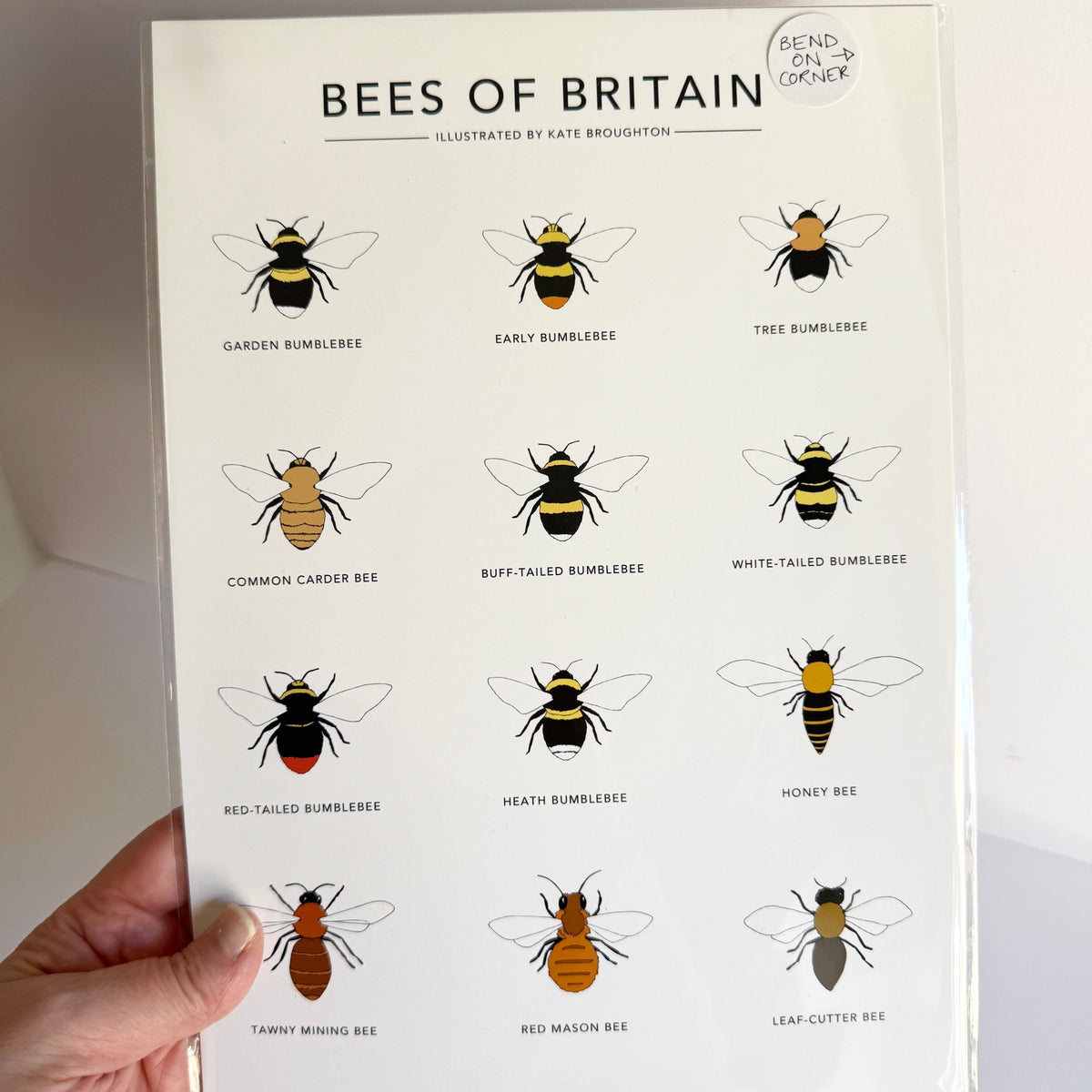 Bees of Britain A4 print - SECONDS SALE