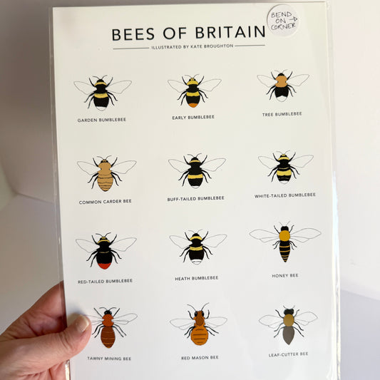 Bees of Britain A4 print - SECONDS SALE