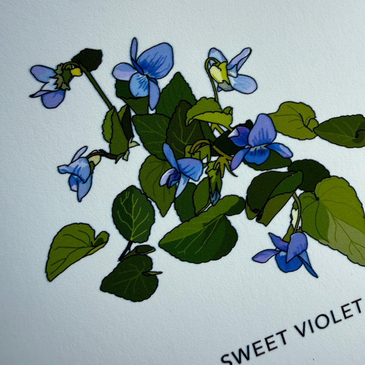 Spring Wild Plants A4 print - SECONDS SALE