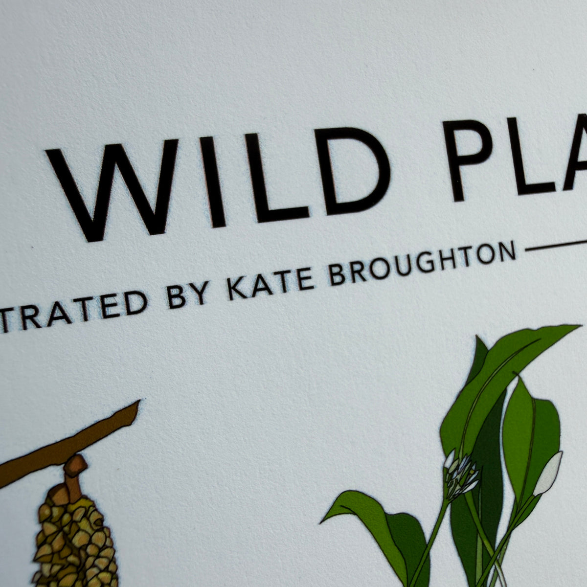 Spring Wild Plants A4 print - SECONDS SALE