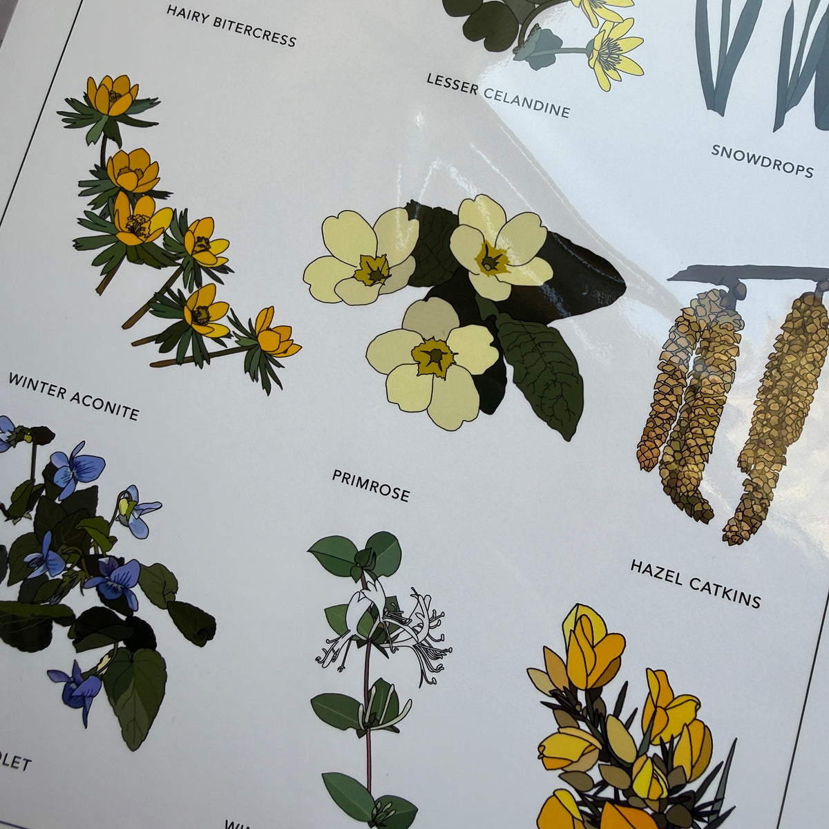 February seasonal plants A4 print - SECONDS SALE