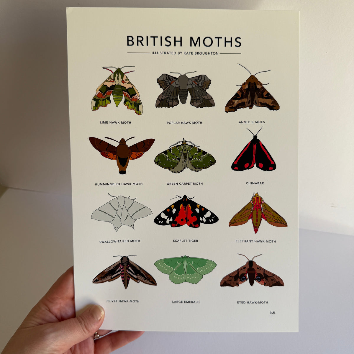 British Moths A4 print - SECONDS SALE - minor damage