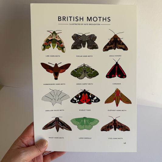 British Moths A4 print - SECONDS SALE - minor damage