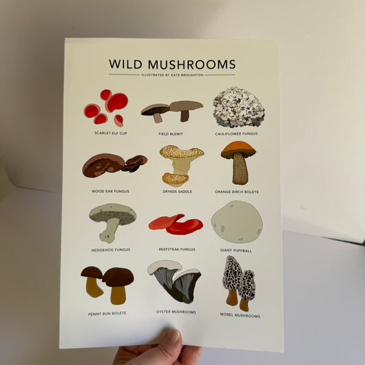 Wild Mushrooms A4 print - SECONDS SALE