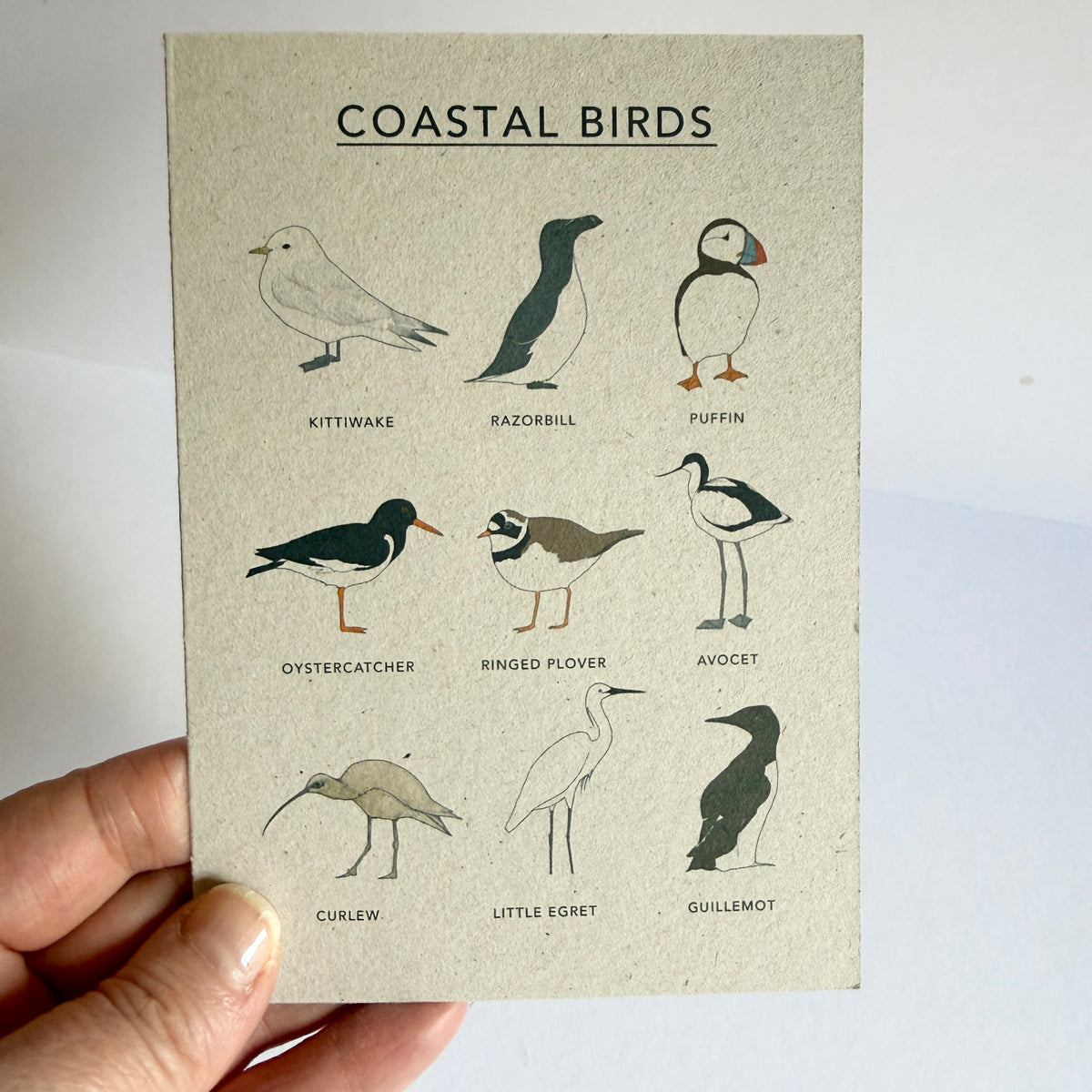 Coastal Birds Card - SUPER SECONDS - sample - katebroughton