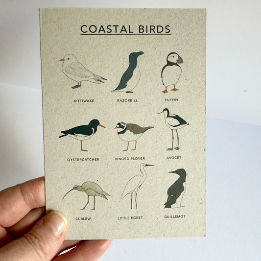 Coastal Birds Card - SUPER SECONDS - sample - katebroughton