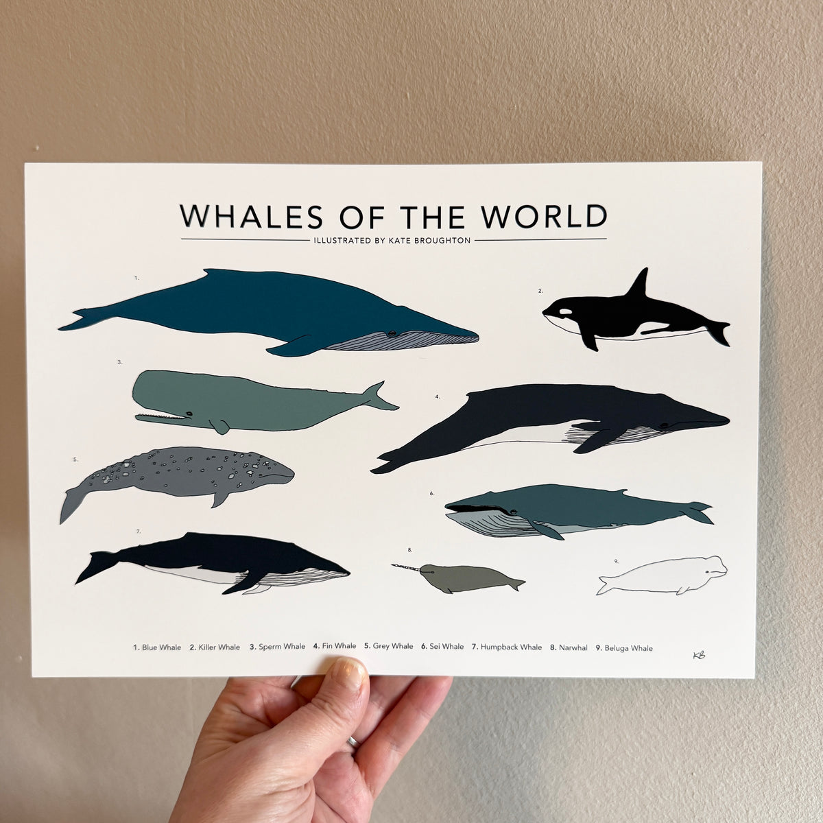 Whales of the World A4 landscape print - SECONDS SALE