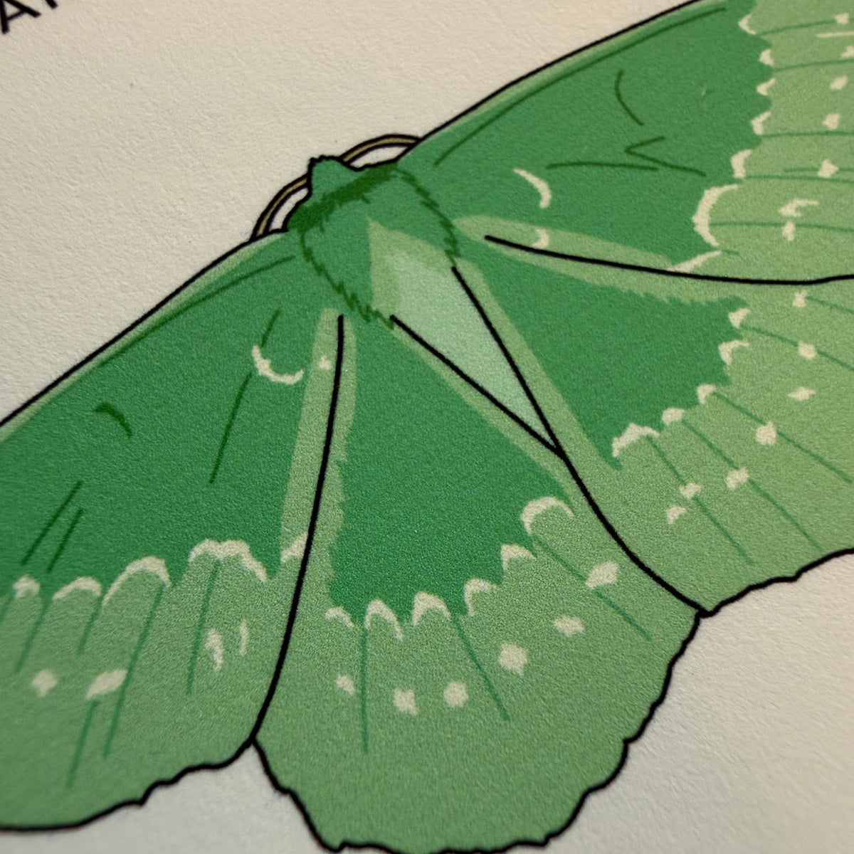 British Moths A4 print - SECONDS SALE