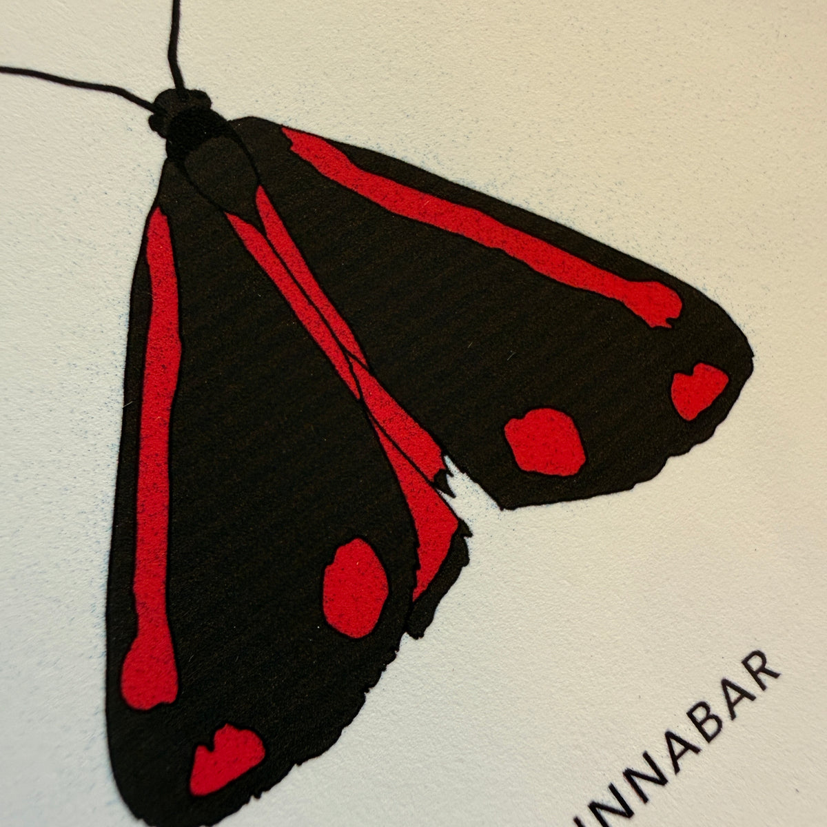 British Moths A4 print - SECONDS SALE