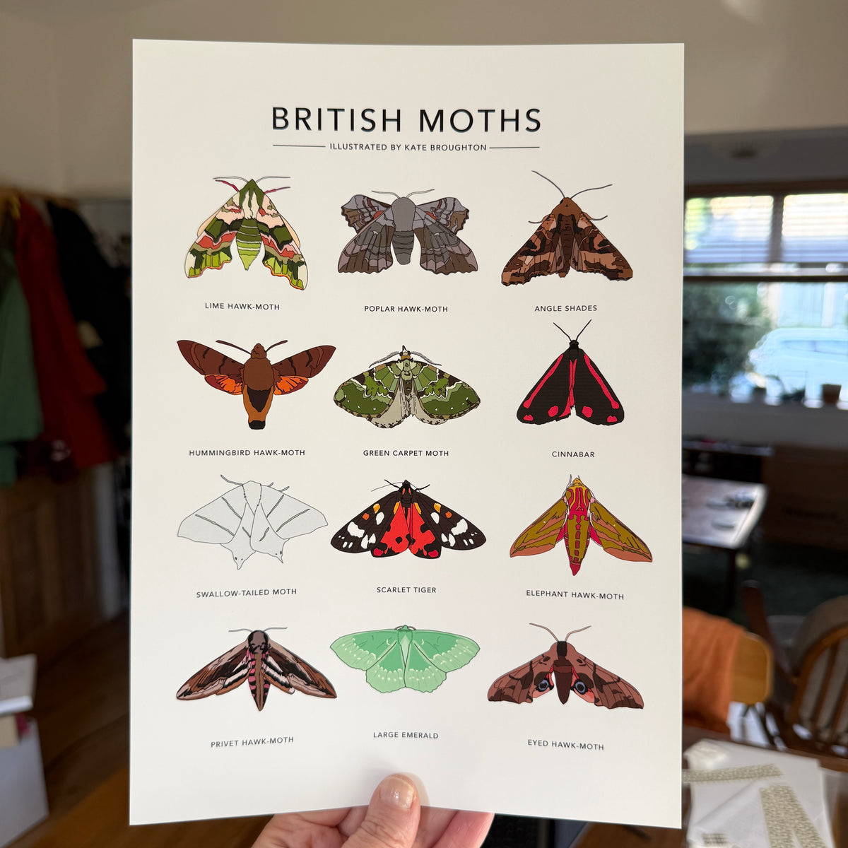 British Moths A4 print - SECONDS SALE