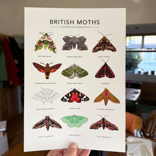 British Moths A4 print - SECONDS SALE