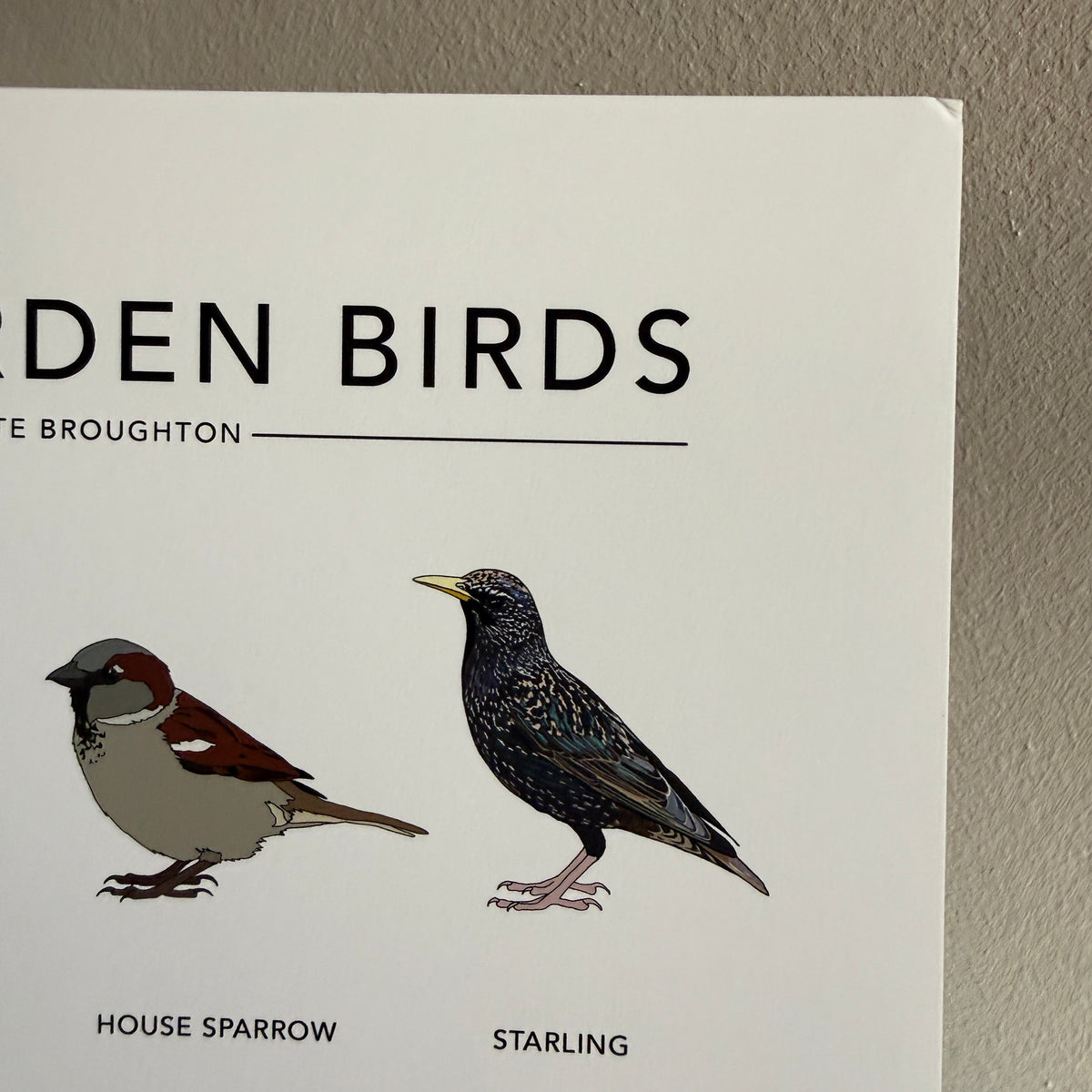 British Garden Birds A4 print - SECONDS SALE - minor damage