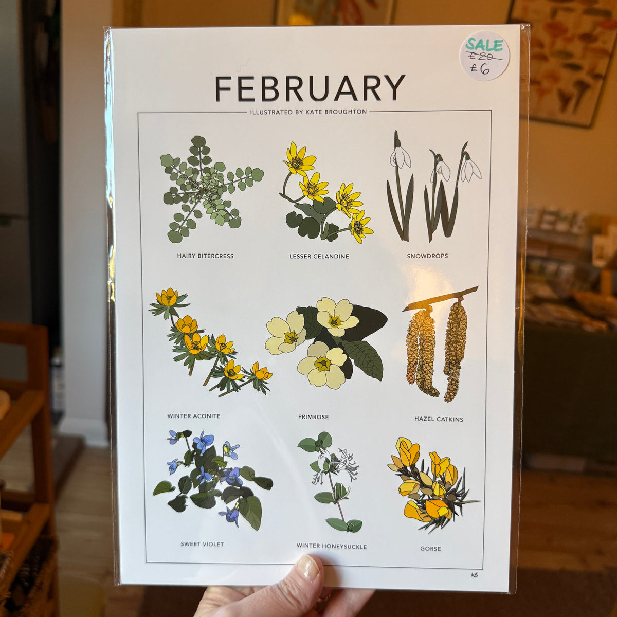 February seasonal plants A4 print - SECONDS SALE
