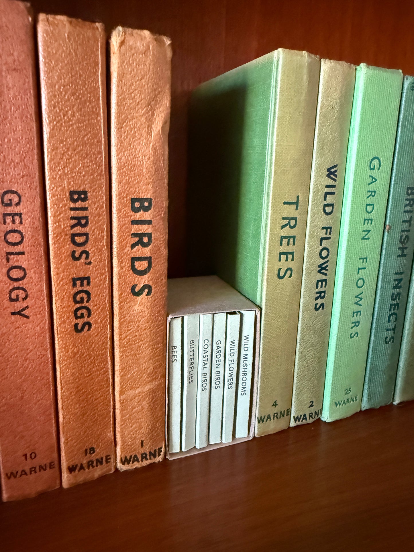 Tiny book set of handmade illustrated books on shelf next to vintage nature books