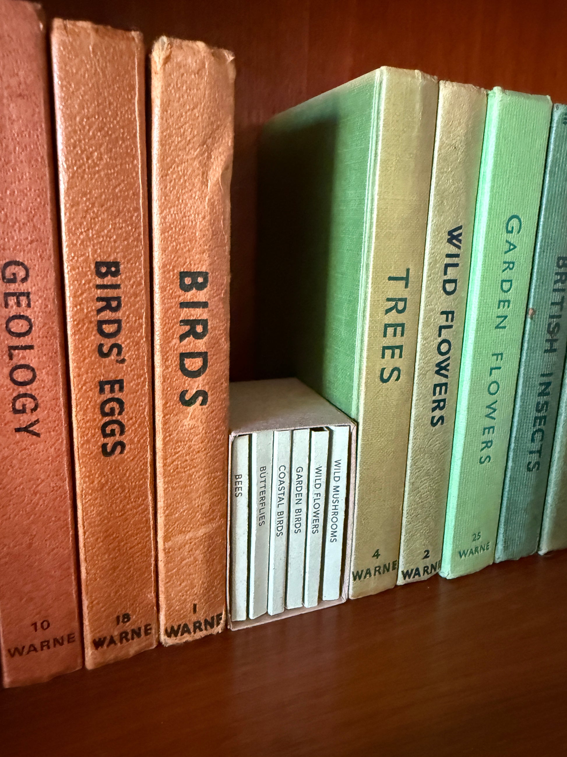 Tiny book set of handmade illustrated books on shelf next to vintage nature books