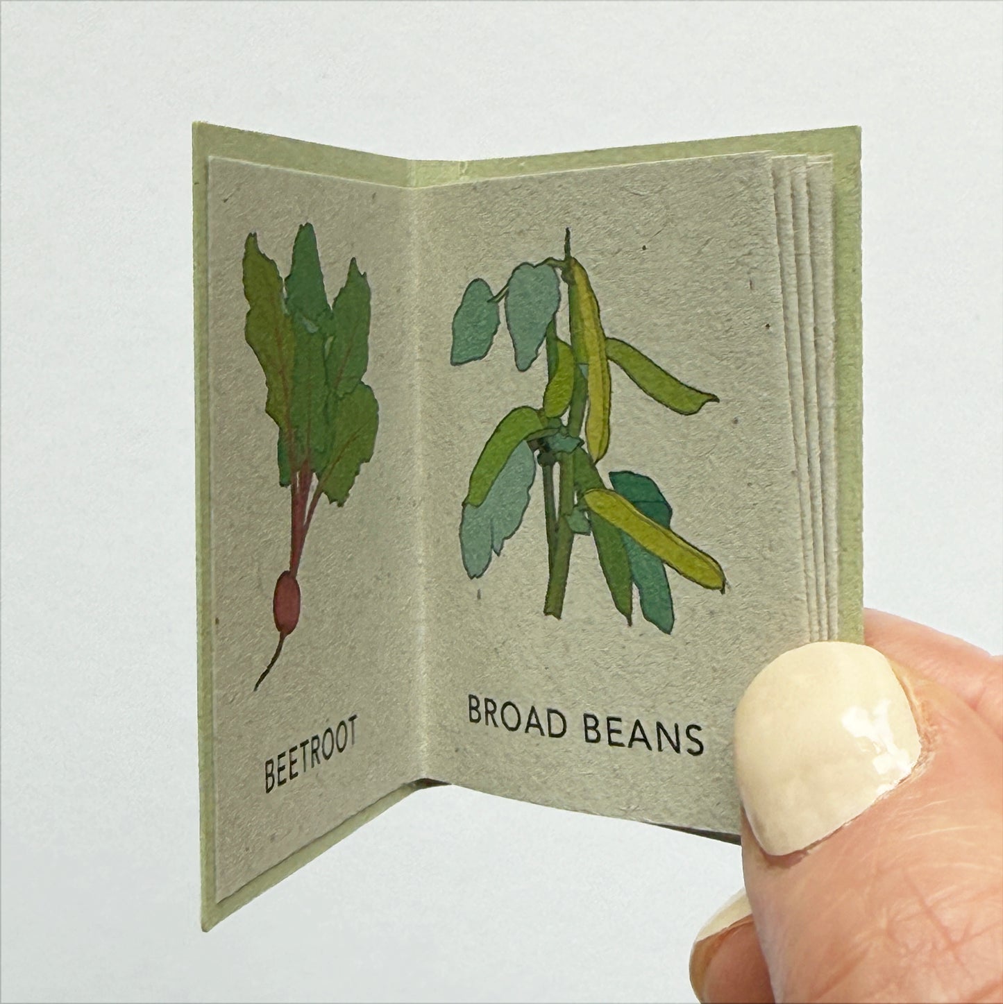 Tiny Book of Allotment Veg