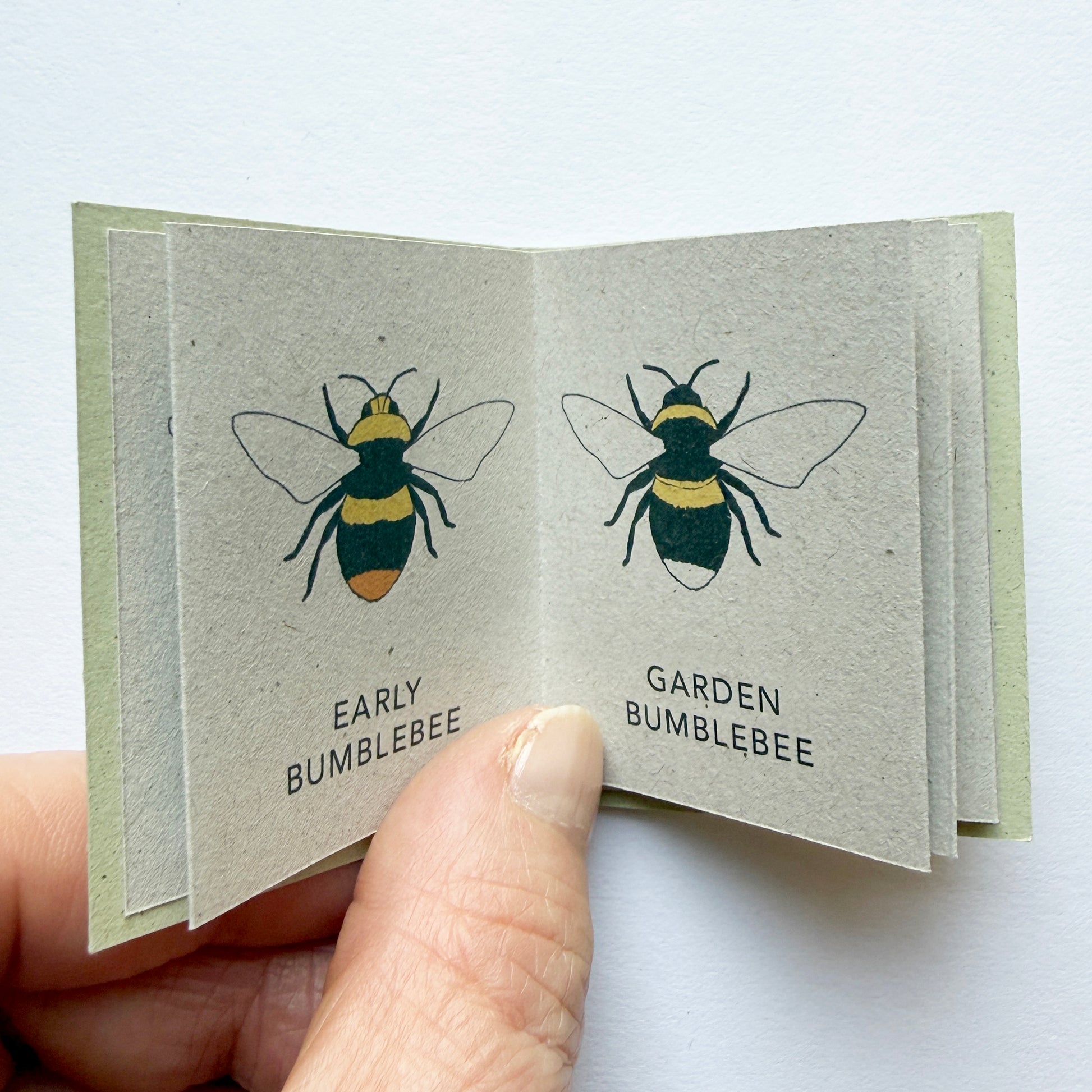 Tiny Book of Bees - mini nature book of bee drawings