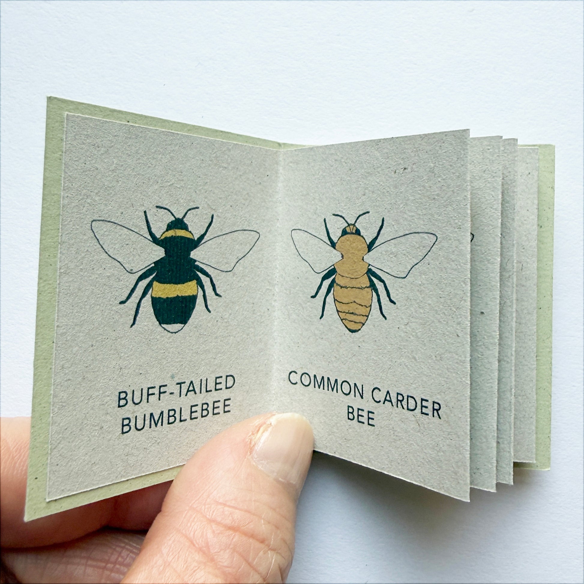 inside page of mini book of bees - buff-tailed bumblebee and common carder bee