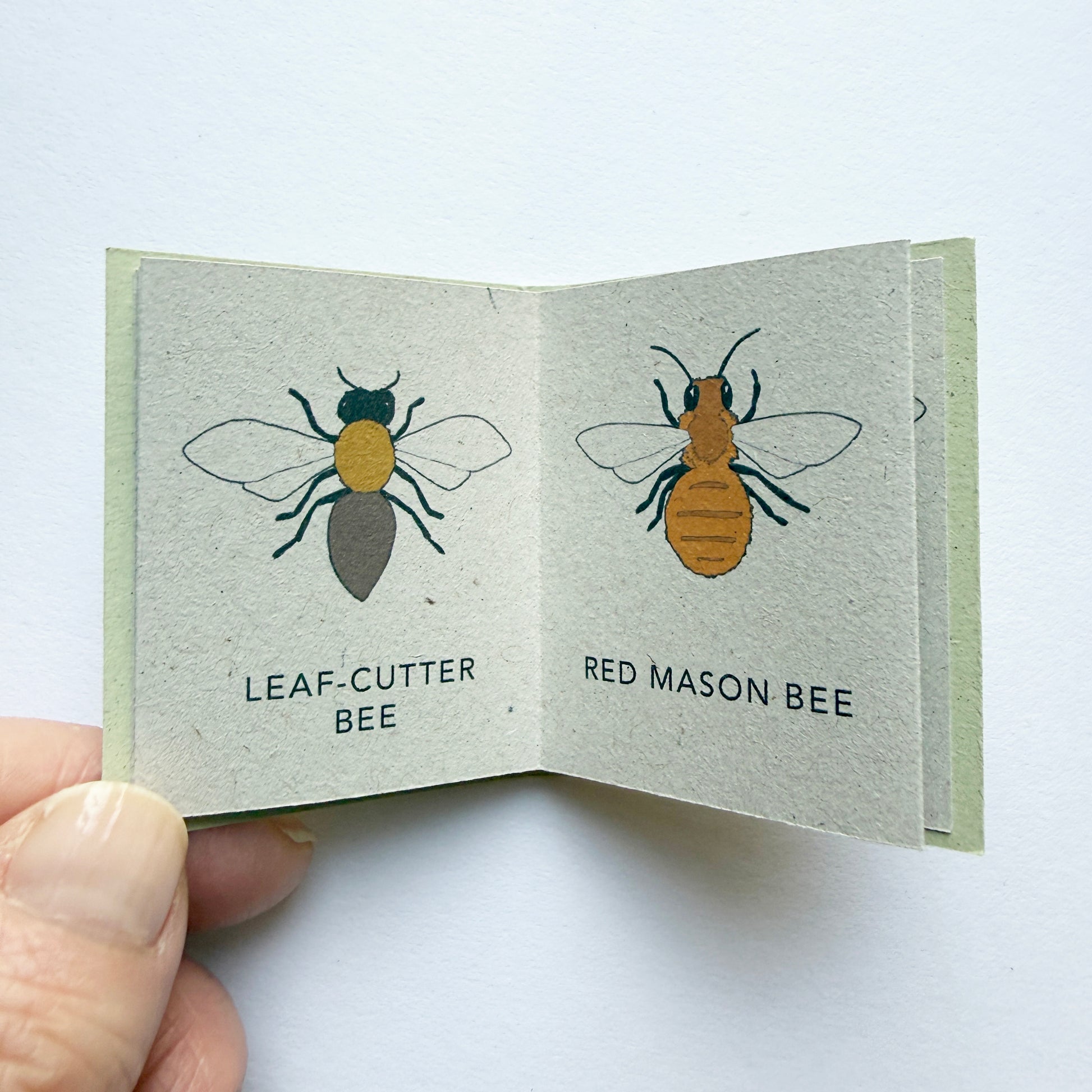 leaf-cutter and red mason bee illustrations in Tiny Book of Bees 