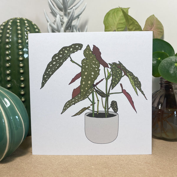 Begonia Maculata Houseplant Card