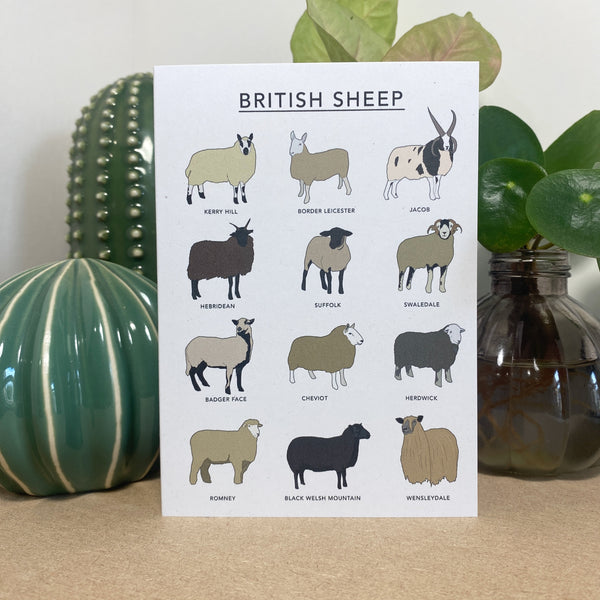 British Sheep Illustrated Card