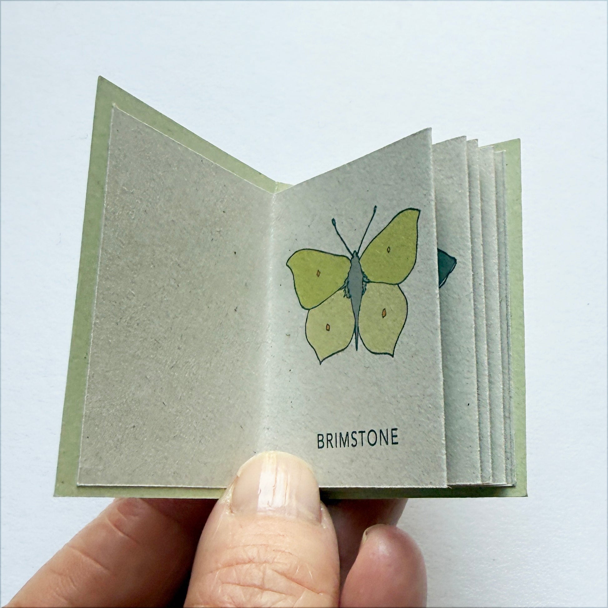 Brimstone butterfly drawing in Tiny Book of Butterflies by  katebroughton