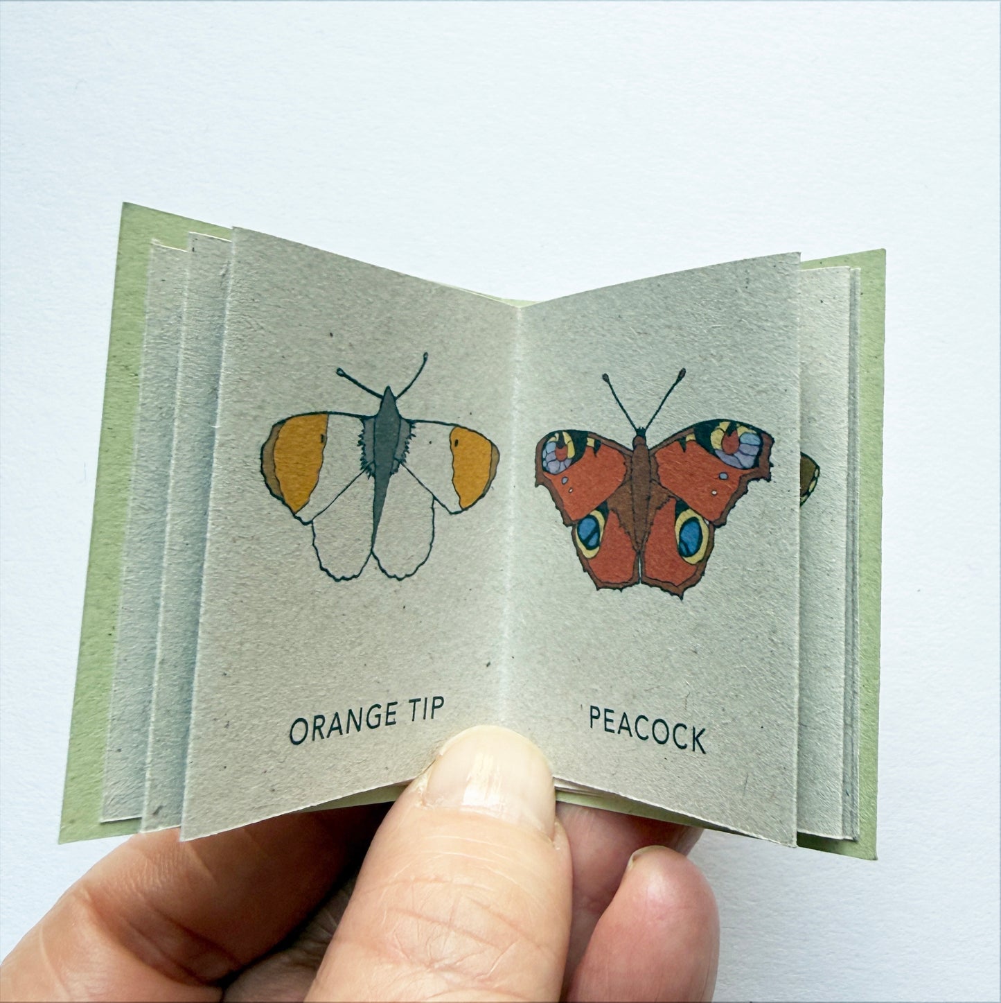orange tip and peacock butterfly images in Tiny Book of Butterflies handmade by katebroughton