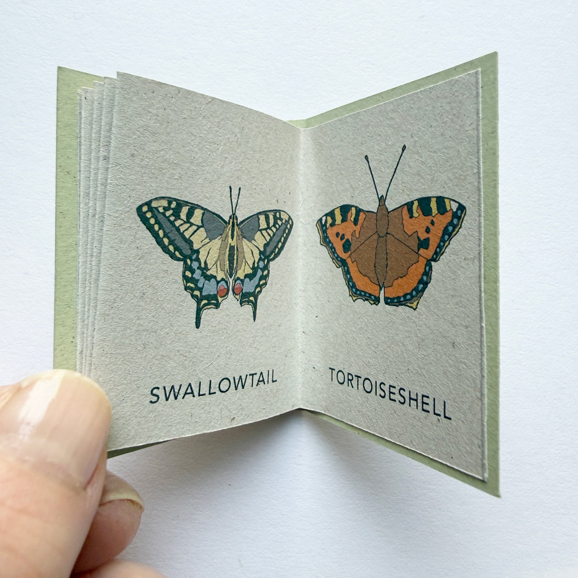 Tiny Book of Butterflies - swallowtail and tortoiseshell illustrations - katebroughton