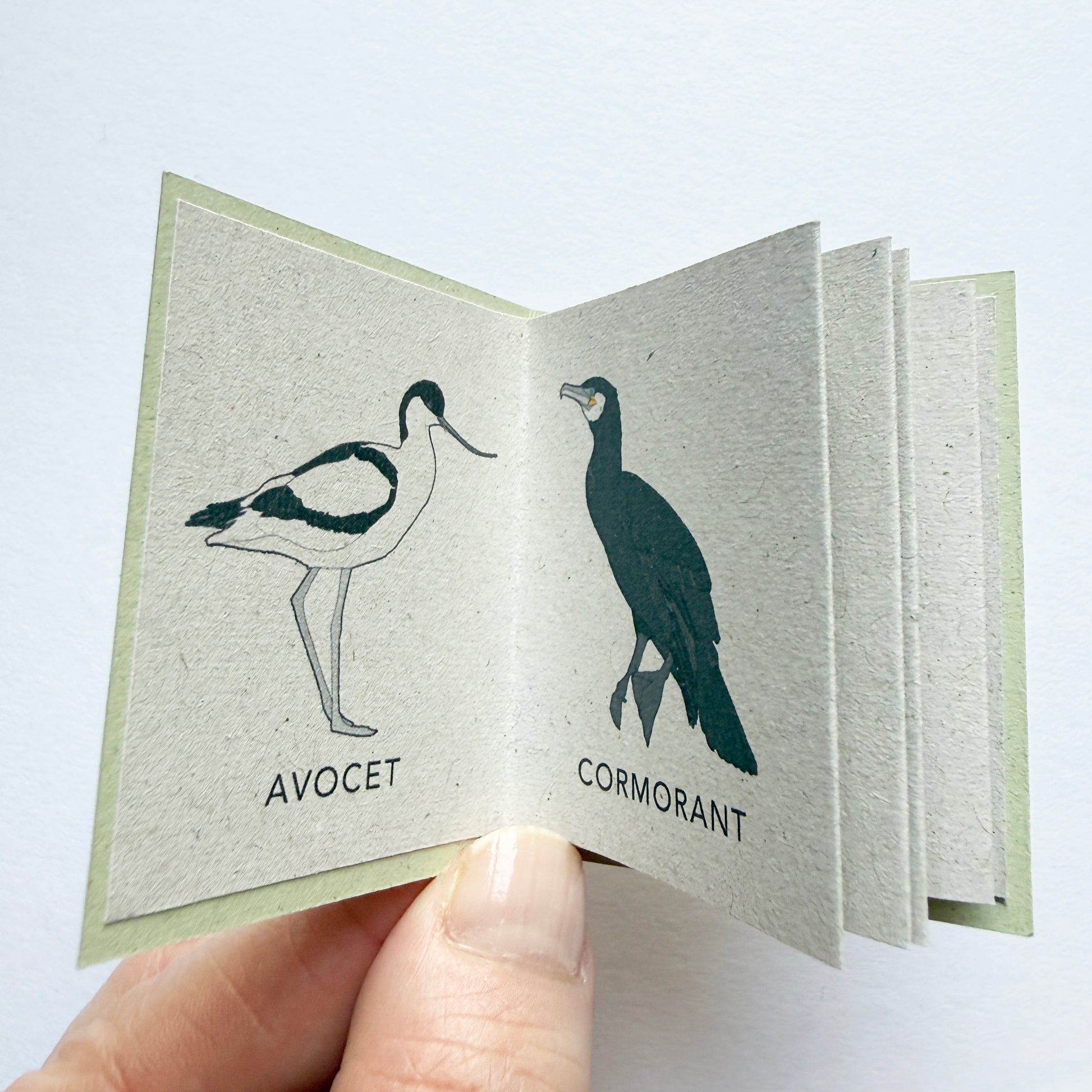 Tiny Book of Coastal Birds - katebroughton