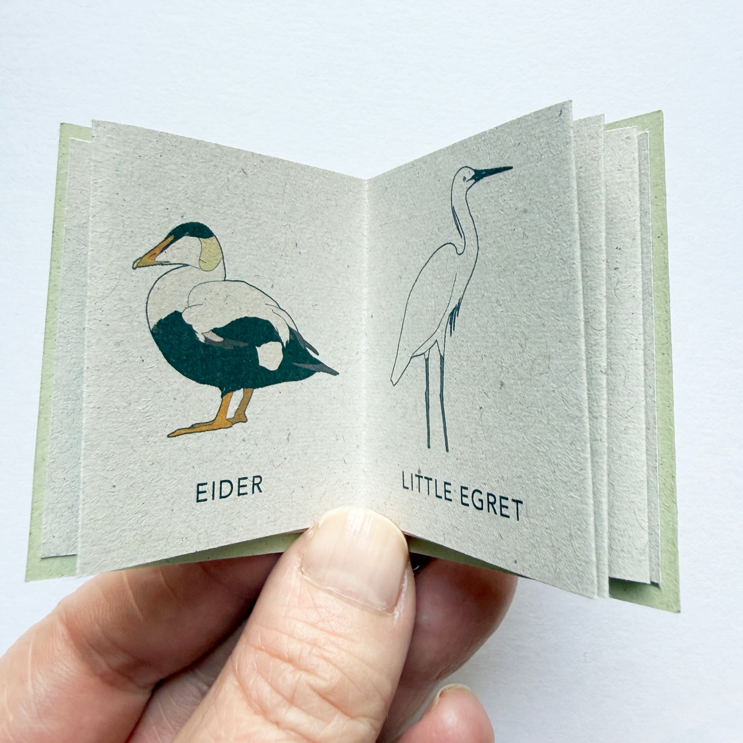Tiny Book of Coastal Birds - katebroughton