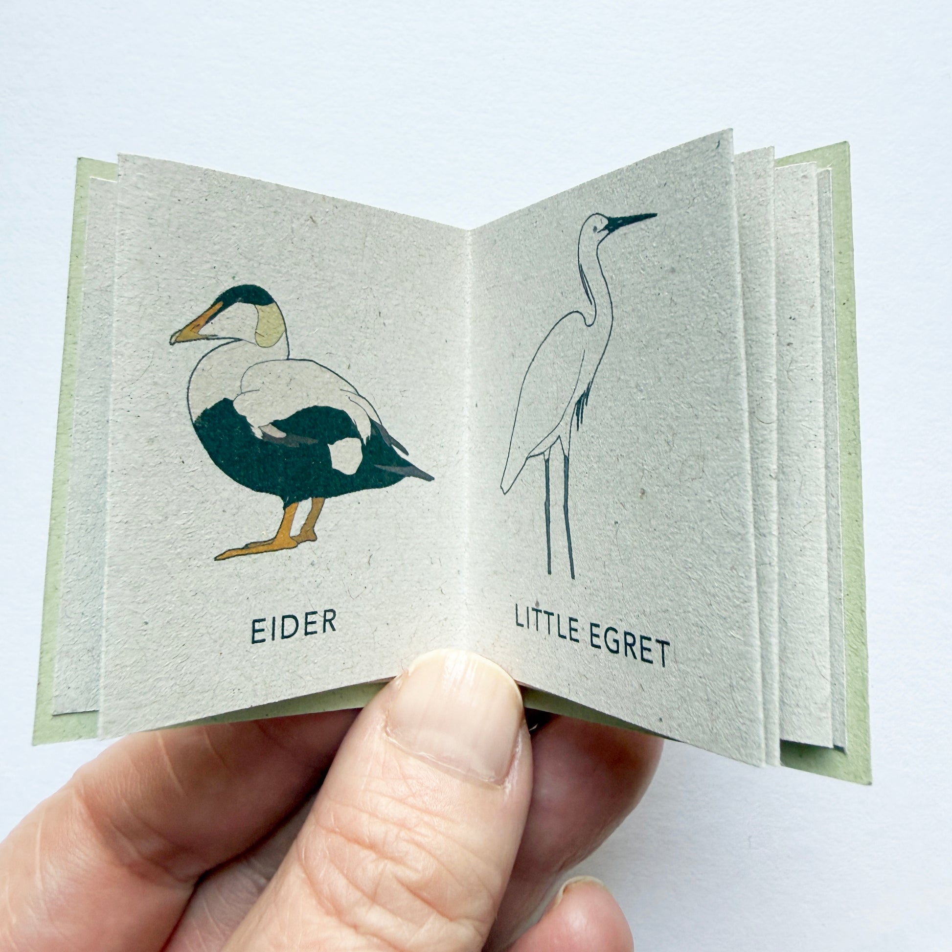 Tiny Book of Coastal Birds - katebroughton