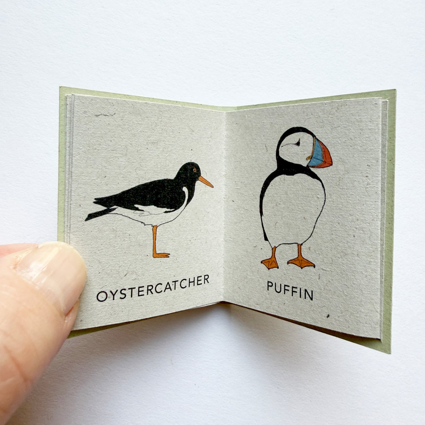 Tiny Book of Coastal Birds - katebroughton