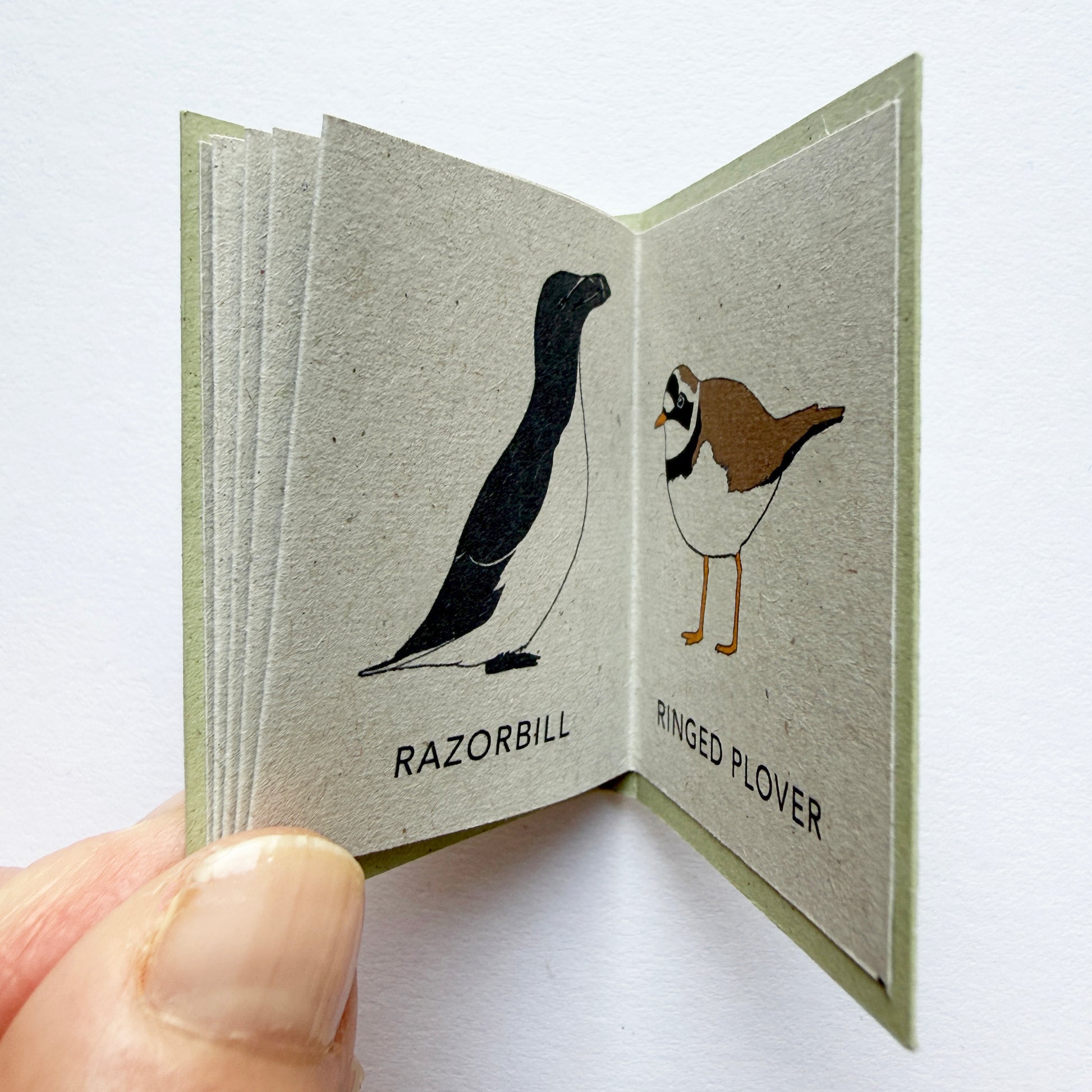 Tiny Book of Coastal Birds - katebroughton