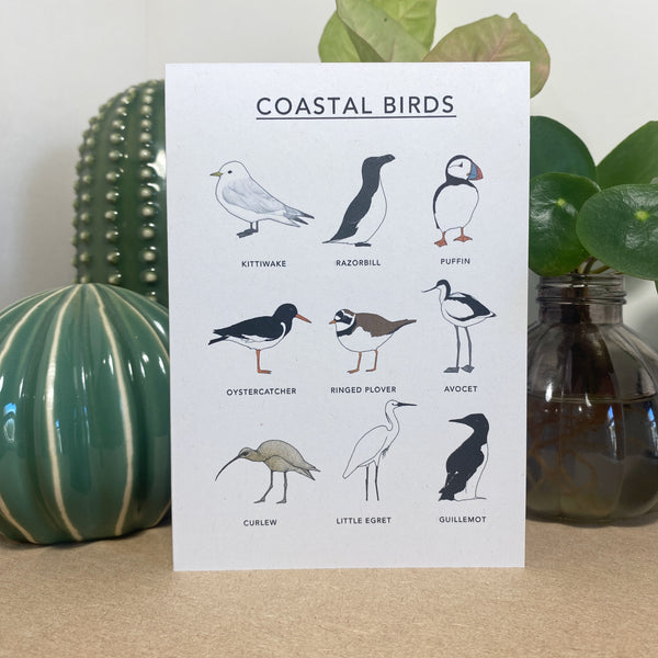 Coastal Birds Illustrated Card