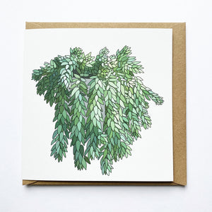 Donkey Tail houseplant card