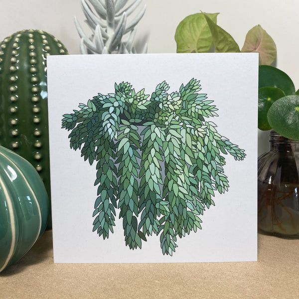 Donkey Tail houseplant card