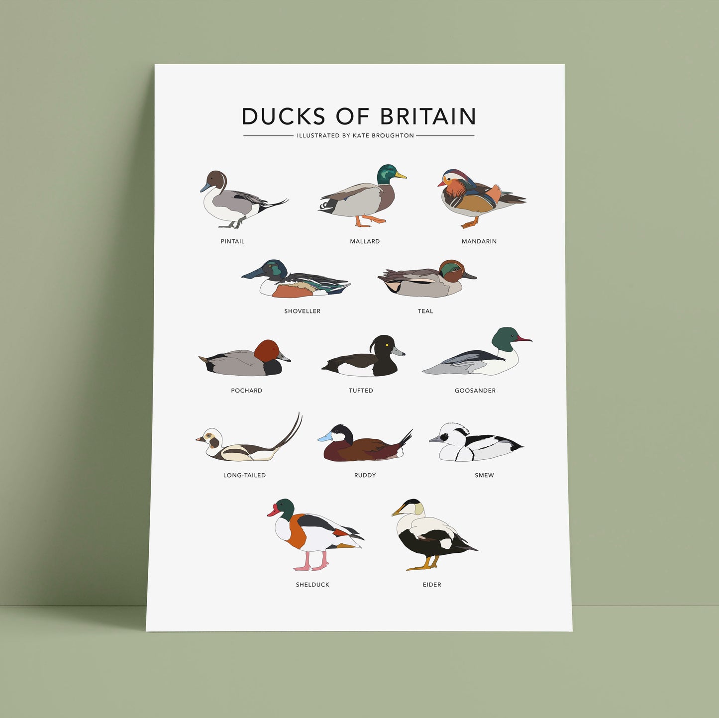 Ducks of Britain Print