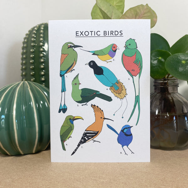 Exotic Birds Illustrated Card