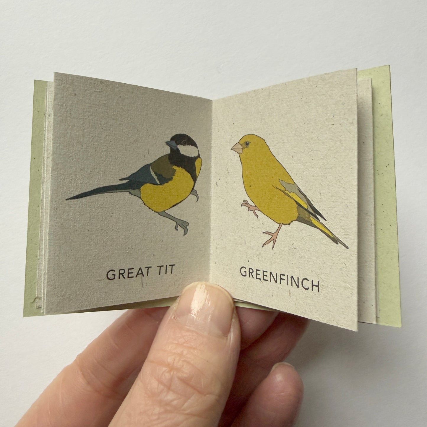 Mini book with illustrations of a Great Tit and a Greenfinch held by a hand on a light background